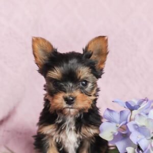 yorkie for sale online