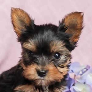 male yorkie for sale