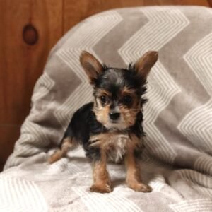 female yorkie for sale