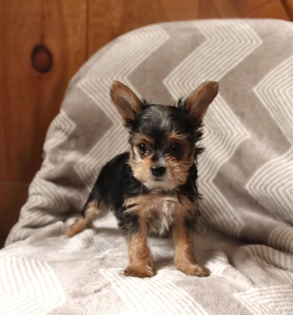 female yorkie for sale