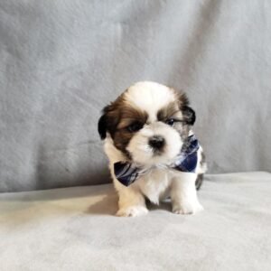 buy shih tzu puppies