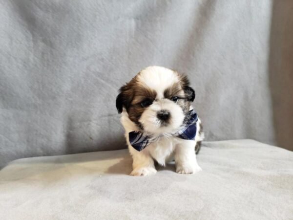 buy shih tzu puppies