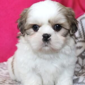 male shih tzu puppies