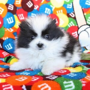 Pomeranian Puppies for adoption