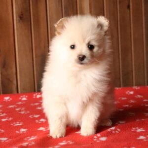 Female Pomeranian Puppies