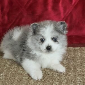 Pomeranian Puppy Male