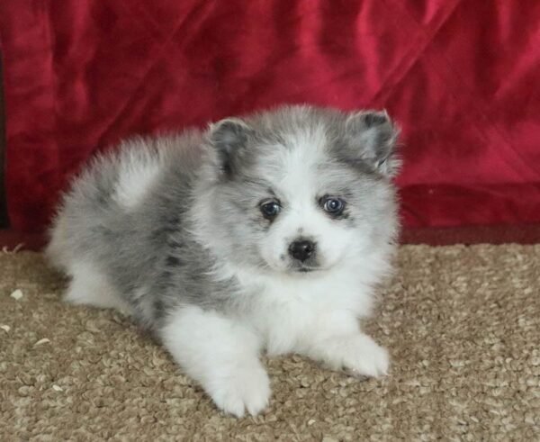 Pomeranian Puppy Male