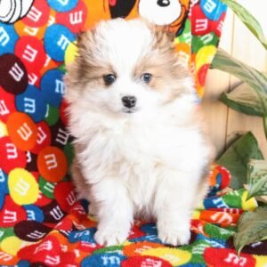 Pomeranian Puppies For Sale