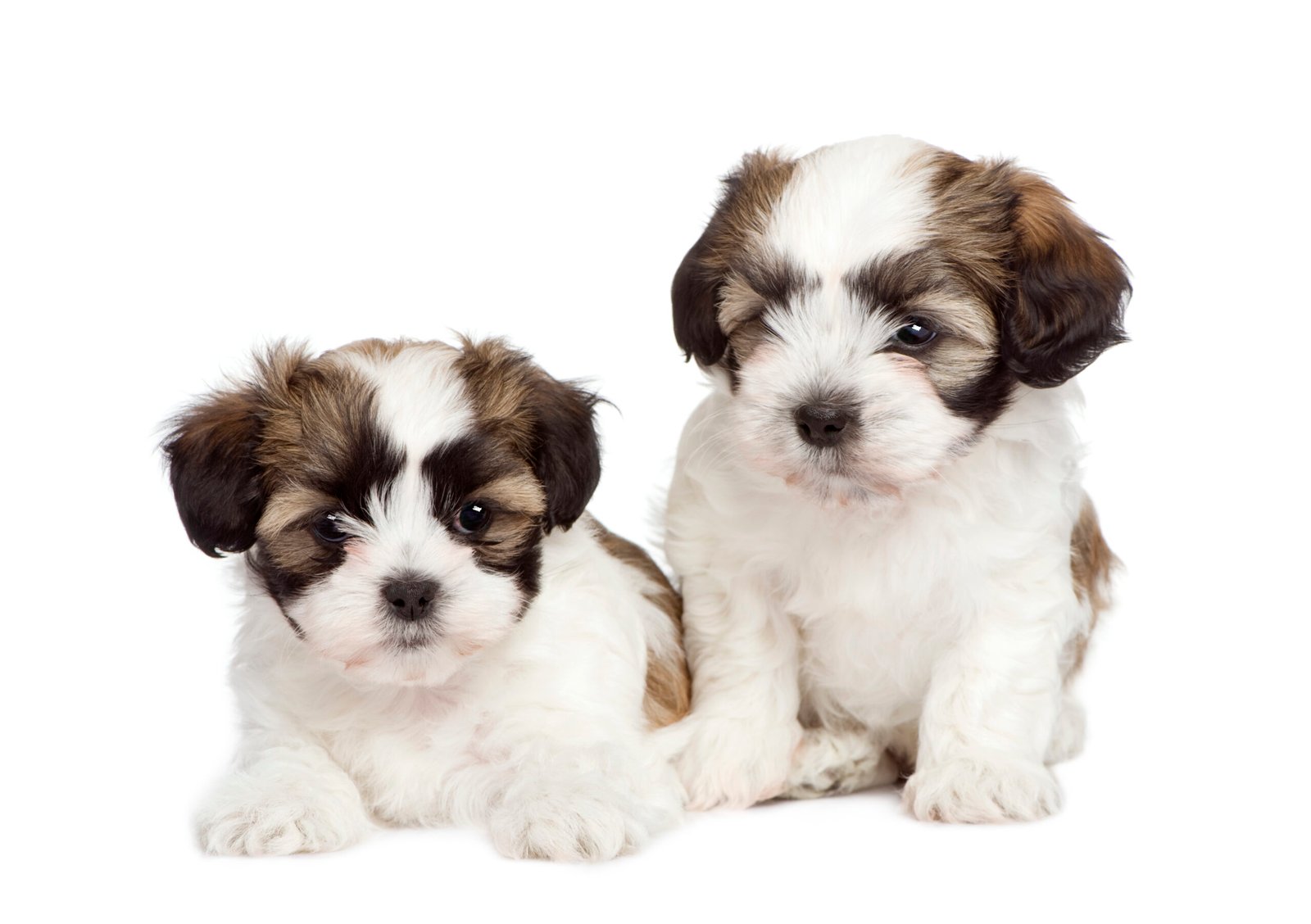 puppies for sale online