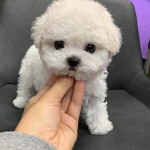 female tea cup poodle